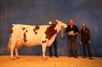 ALMIRA, Masolino daughter great champion