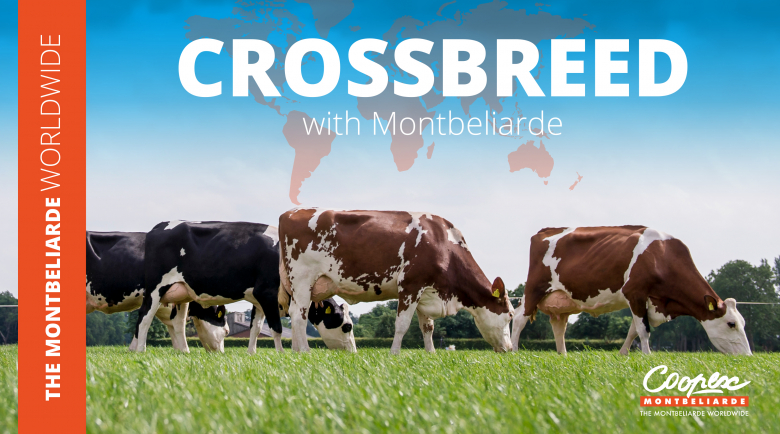Crossbred with Montbeliarde