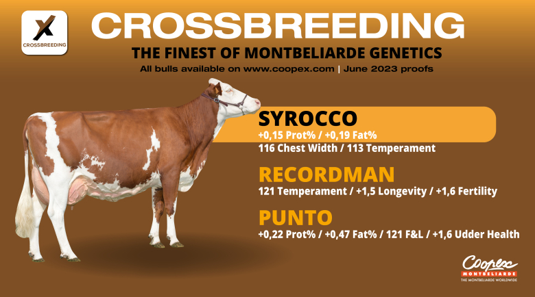 Crossbreeding