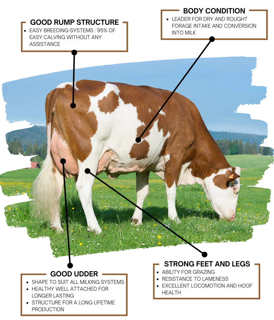 montbeliarde breed adaptability