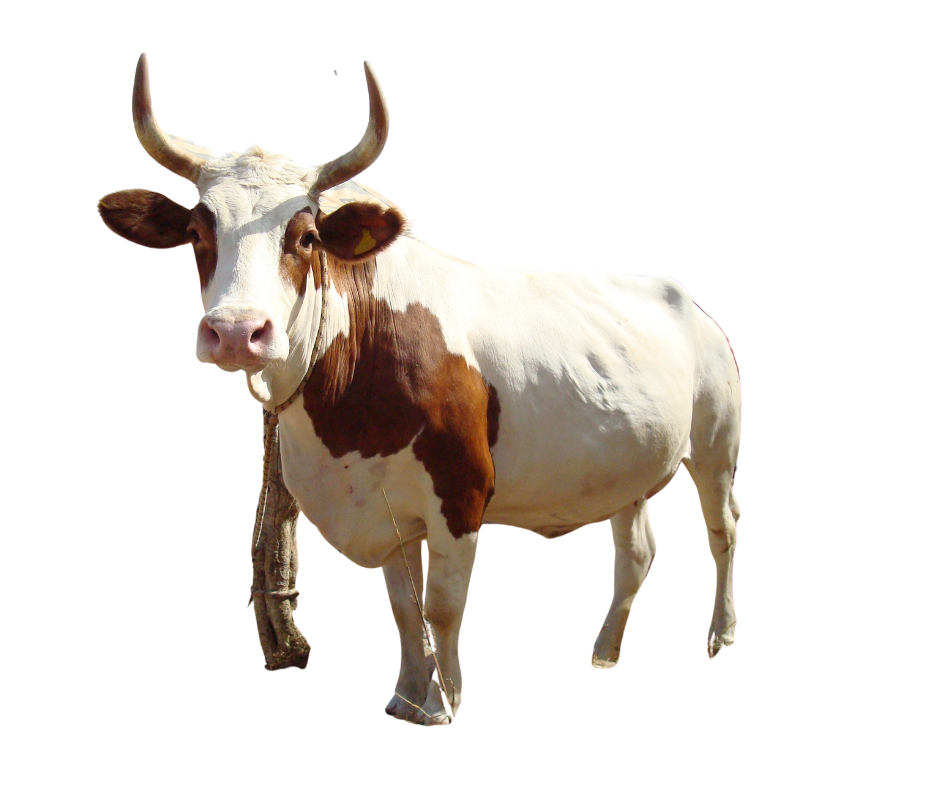 Photo d'une vache de race locale