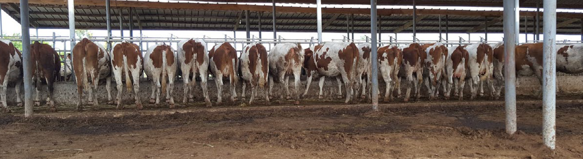 ferme SIAM côte d'ivoire, Montbéliardes