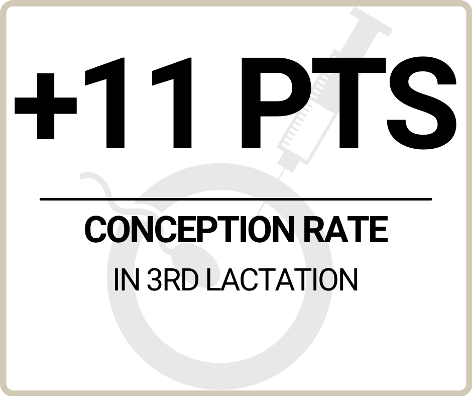 conception rate crossbreed montbeliarde with holstein