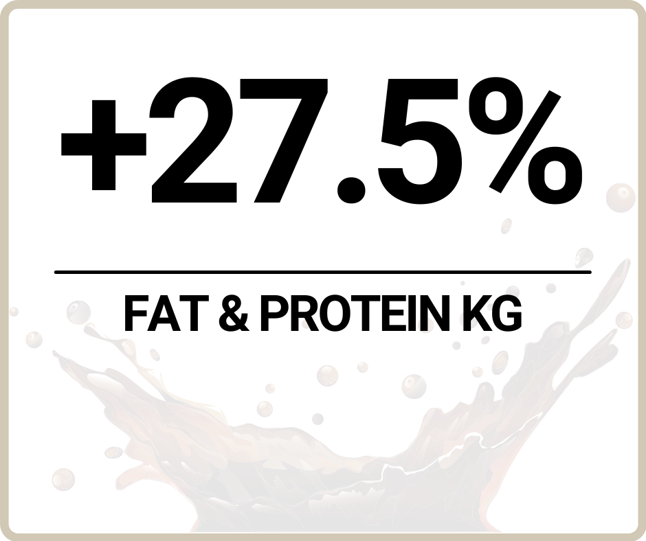 fat and protein crossbreed montbeliarde with holstein