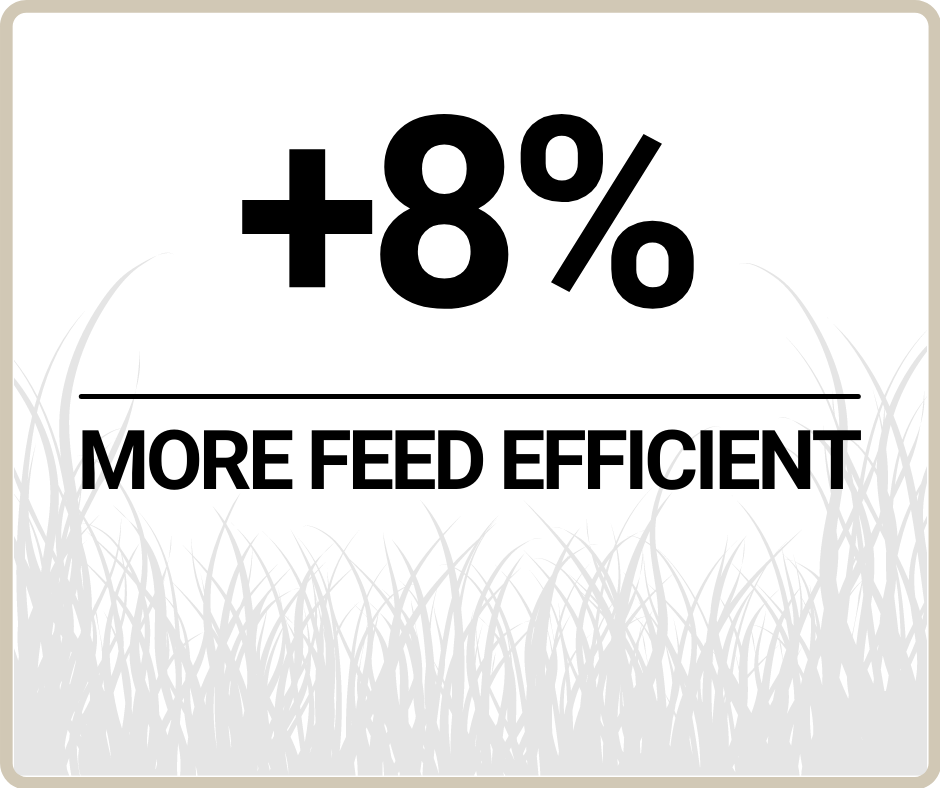 feed efficient crossbreed montbeliarde with holstein