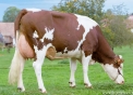 SERRANO